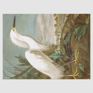 Papel De Seda White Heron por John James Audubon