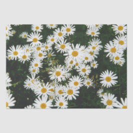Papel De Seda White Oxeye Daisy Meadow