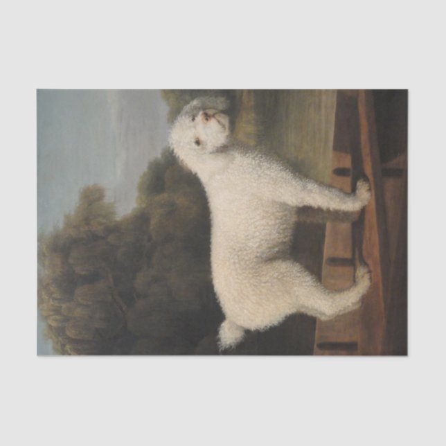 Papel De Seda White Poodle in a Punt (por George Stubbs) (Frente )