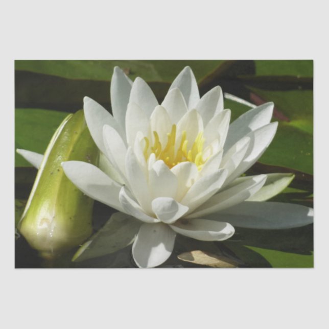 Papel De Seda White Waterlily e Bud Floral (Frente )