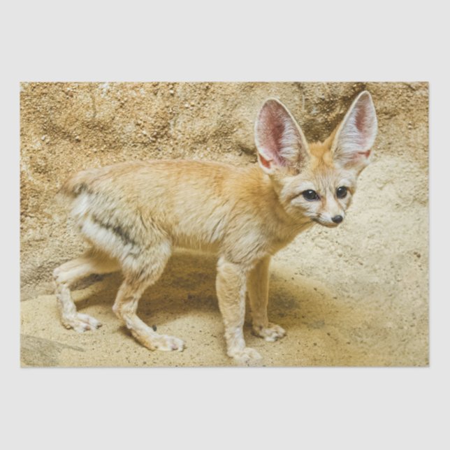 Papel De Seda Wild Fennec Fox (Frente )
