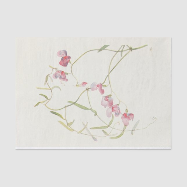 Papel De Seda Wild Sweet Pea por Margaret Armstrong (Frente )