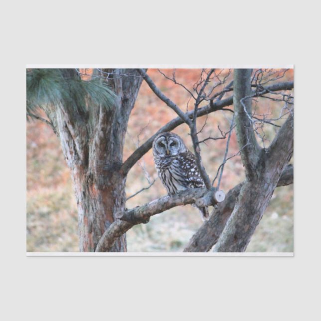 Papel De Seda Wildlife Barred Owl Tree Photo (Frente )