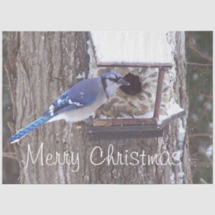 Papel De Seda Wildlife Blue Jay