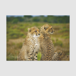Papel De Seda Wildlife Cheetah Photo