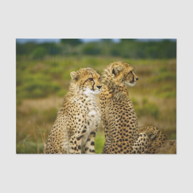 Papel De Seda Wildlife Cheetah Photo (Frente )