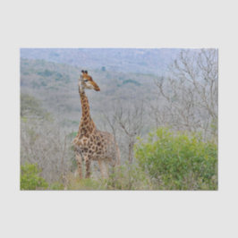 Papel De Seda Wildlife Giraffe Savannah Foto
