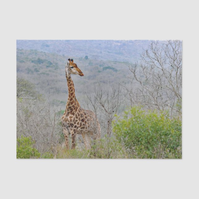Papel De Seda Wildlife Giraffe Savannah Foto (Frente )