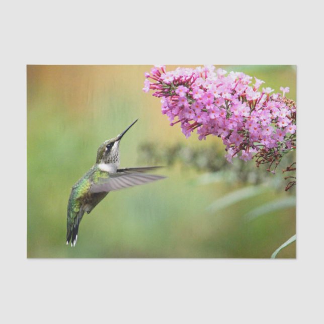 Papel De Seda Wildlife Hummingbird Foto Floral (Frente )