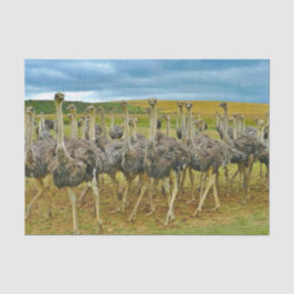 Papel De Seda Wildlife Ostrich Flock Photo