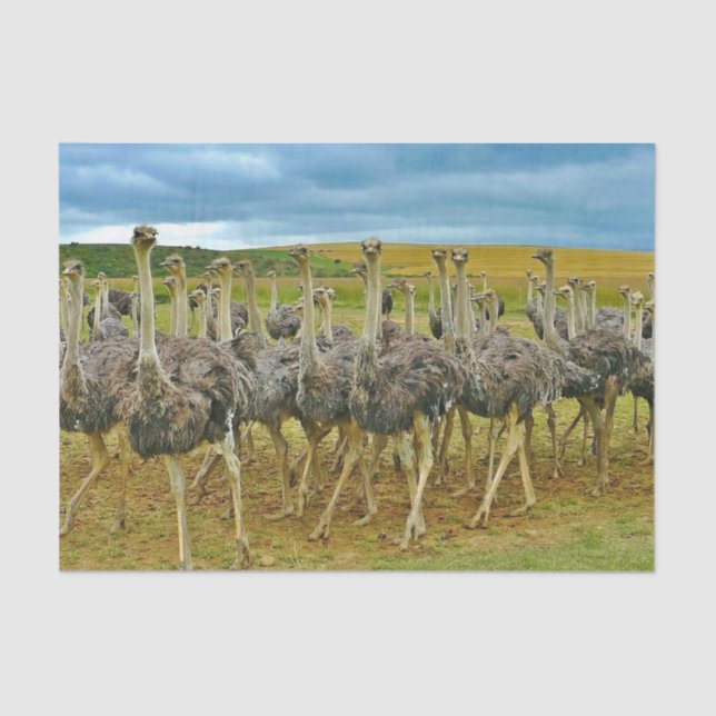 Papel De Seda Wildlife Ostrich Flock Photo (Frente )