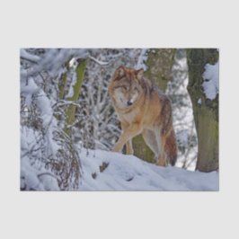 Papel De Seda Wildlife Wolf Snow Foto