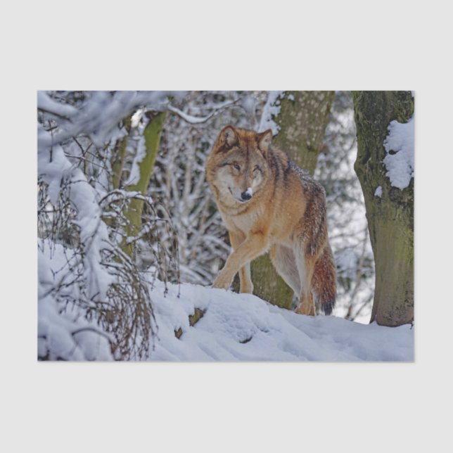 Papel De Seda Wildlife Wolf Snow Foto (Frente )