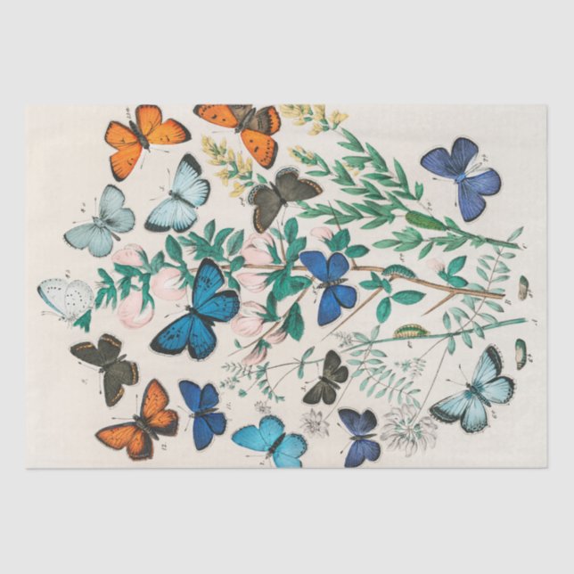 Papel De Seda William Kirby | Borboletas e mariposas europeias . (Frente )
