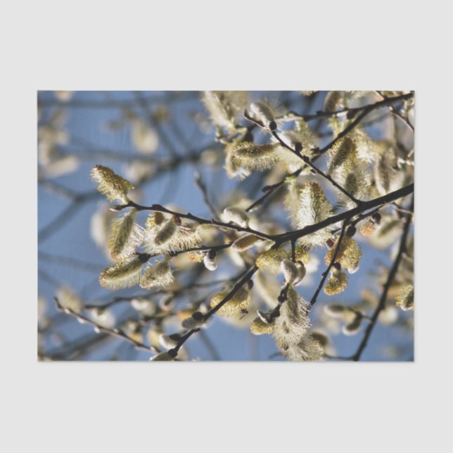 PAPEL DE SEDA WILLOW TREE (Frente )