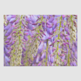 Papel De Seda Wisteria Purple Floral Flor Tree Violet