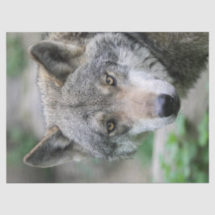 Papel De Seda Wolf_011