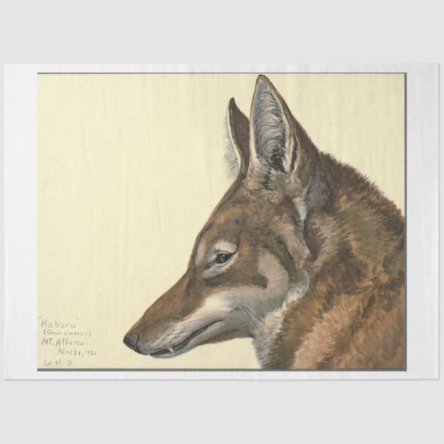 Papel De Seda Wolf Ephemera Decoupage (Frente )