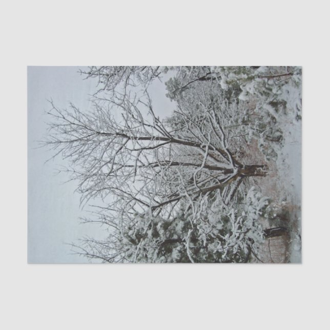 Papel De Seda Wonderland (Frente )