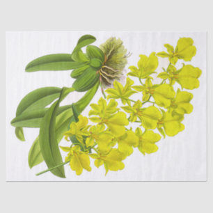 Papel de Tecido de Flor Amarelo-Orquídea Vintage