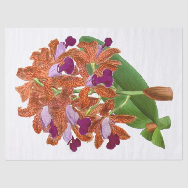 Papel de Tecido de Flor Laranja Roxo-Laranja Vinta (Frente )