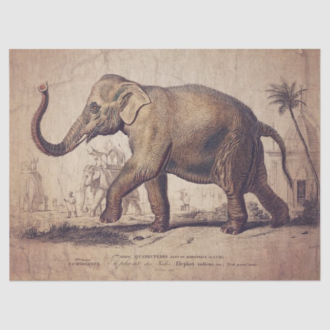 Papel de Tecido ou Decoupage de Elefante (Frente )