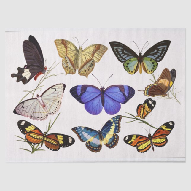 Papel de tecidos das borboletas vitorianas (Frente )
