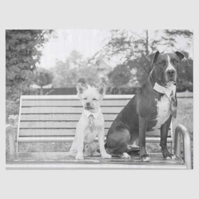 Papel de tecidos para casamentos de cães (Frente )