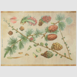 Papel Decoupage do Pinho de Natal