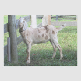 Papel em tecido branco de cabeça chata em forma de