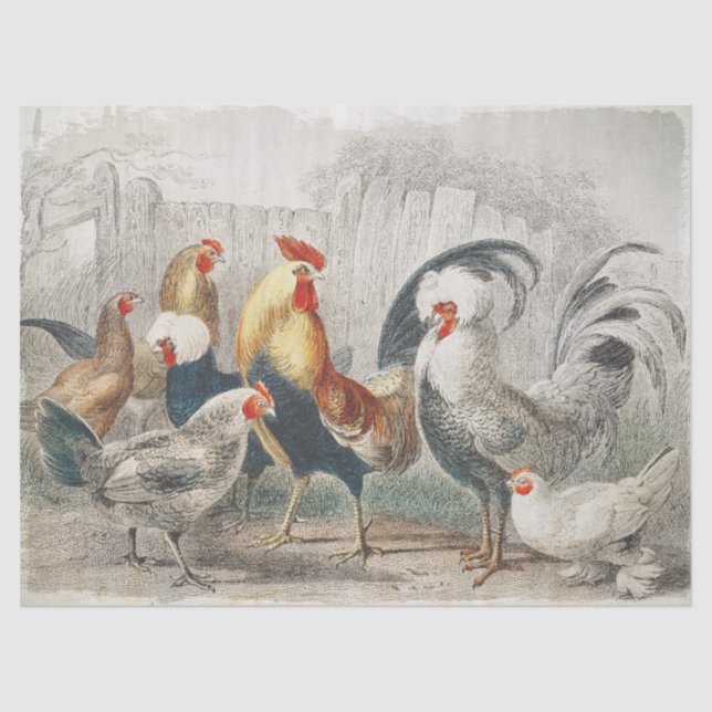 Papel em Tecido ou Desanexação de Galinhas (Frente )