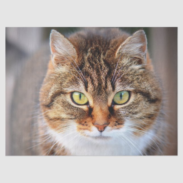 papel facial de gatinho (Frente )