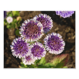 Papel Fotográfico do Kodak Foto das Flores Roxas