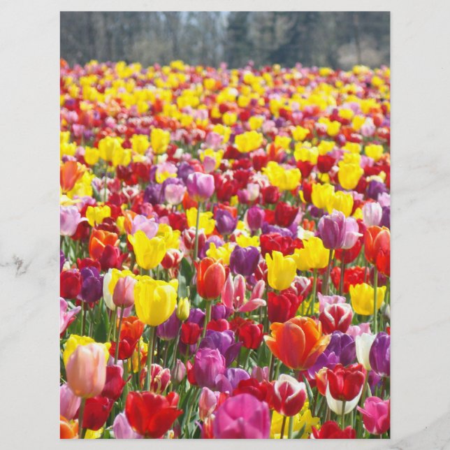 Papel para Flyers Tema Primavera Tulipa Flores (Frente)