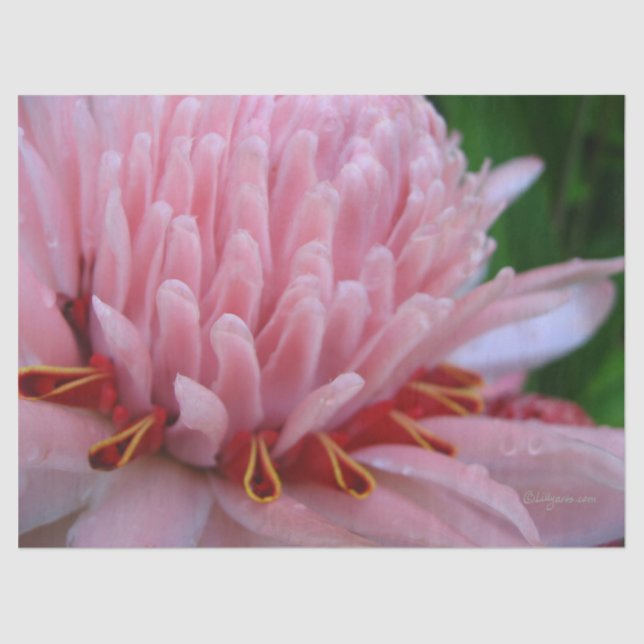 Papel para tecidos cor-de-rosa (Frente )