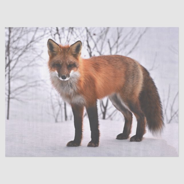 papel para tecidos de raposa da floresta (Frente )