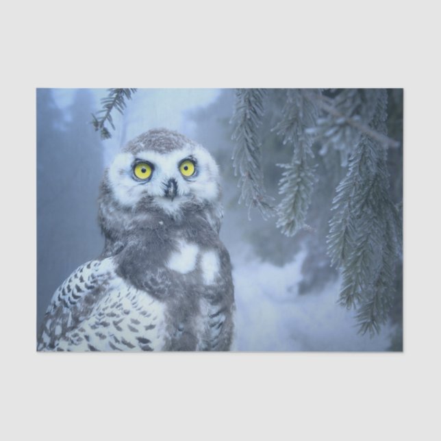 papel para tecidos de uva de neve (Frente )