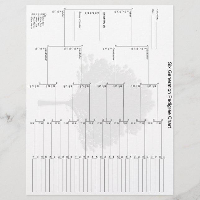 Papel Pedigótico de seis gerações (Frente)