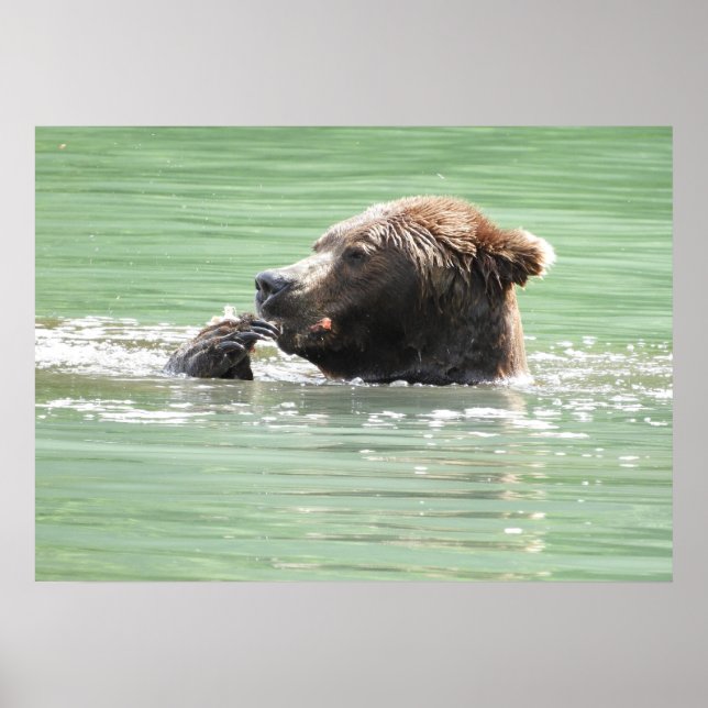 Papel Poster 28x20 (Matte) com urso pardo (Frente)