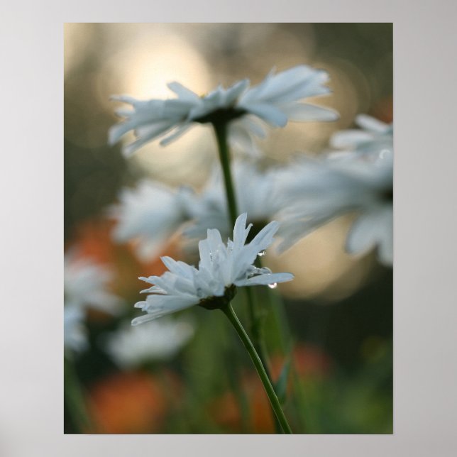 Papel Poster de 20" x 16", valor (Matte) (Frente)