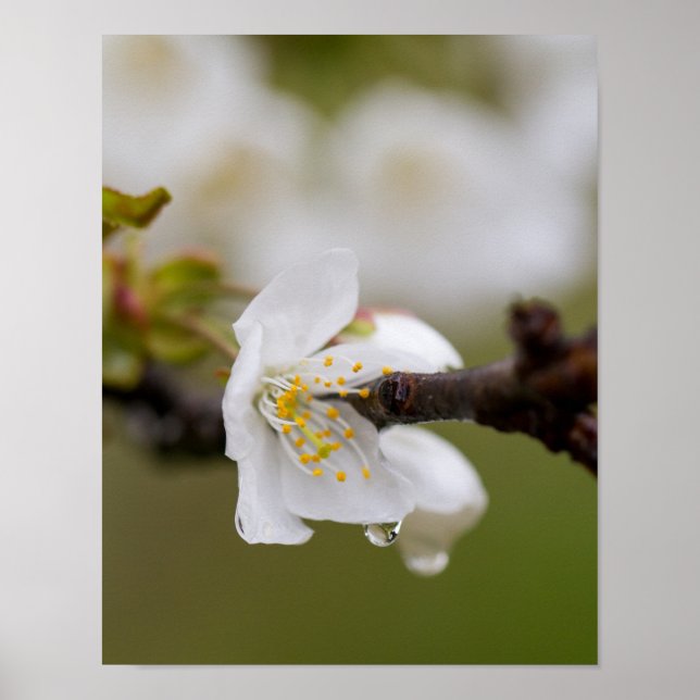 Papel Poster de gota-chuva (Matte) (Frente)