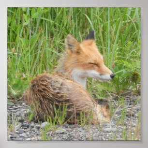 Papel Poster de valor 6x6 (Matte) com raposa