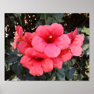 Papel Poster de valor das flores rosa