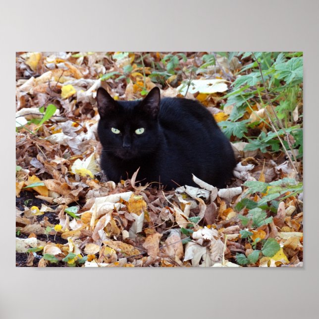 Papel Poster de Valor de Foto de outono de Gato Pr (Frente)