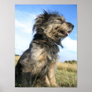 Papel Poster de Valor de Foto do Cão