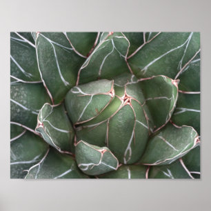 Papel Poster de Valor Vegetal Suculente (Matte)