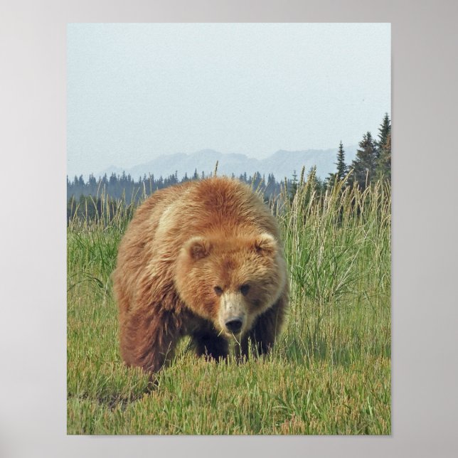 Papel Poster (Matte) 11x14 de urso pardo (Frente)