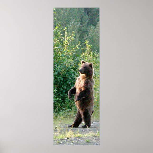 Papel Poster (Matte) 12x36 de urso pardo (Frente)