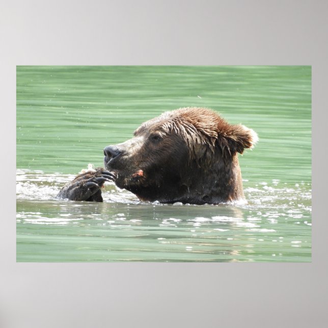 Papel Poster (Matte) 36x24 do urso pardo (Frente)