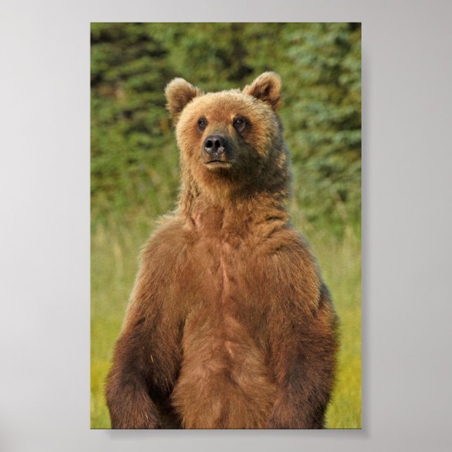Papel Poster (Matte) 4x6 de urso pardo (Frente)